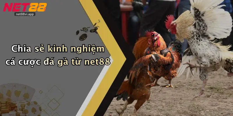 Chia sẻ kinh nghiệm cá cược đá gà từ net88
