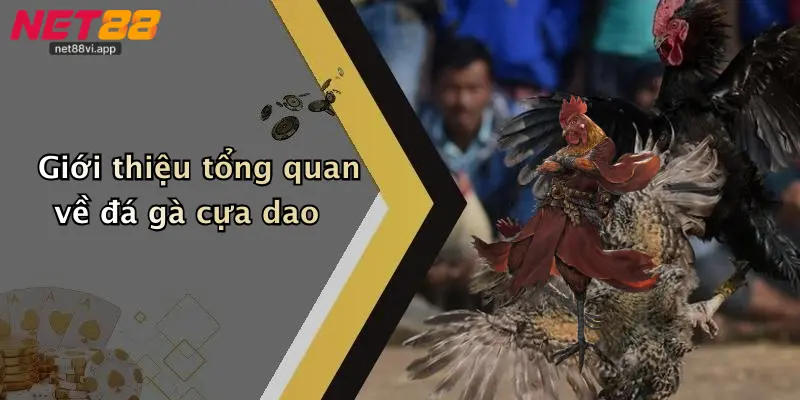Giới thiệu tổng quan về đá gà cựa dao